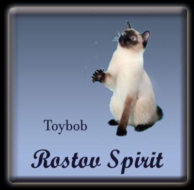 Rostov Spirit Cattery